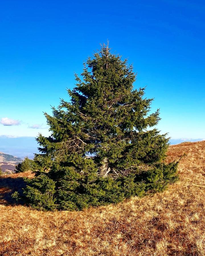 Ivkovic Spa Milmari N16 Kopaonik Luaran gambar